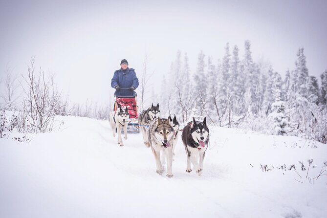 Half Day "Drive Your Own Dog Team" Dog Sledding Tour - Final Thoughts