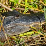 Half-Day Everglades Freshwater Fishing Trips - Why This Trip Offers Good Value