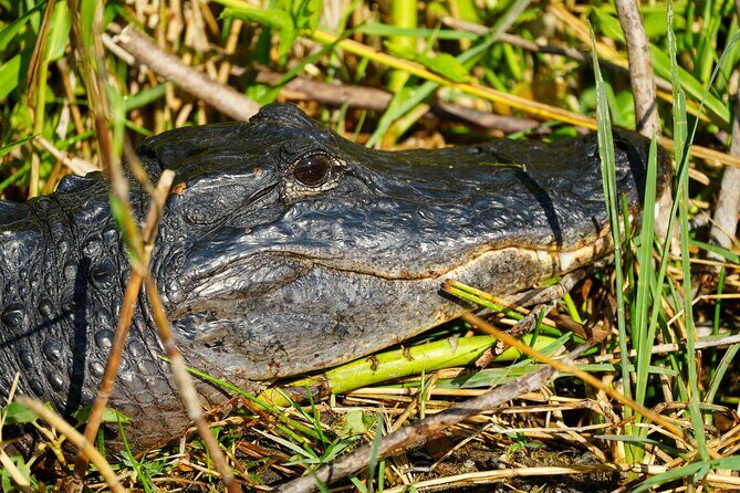 Half-Day Everglades Freshwater Fishing Trips - Why This Trip Offers Good Value