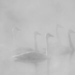 Half Day Grand Teton Wildlife Safari Tour - Final Thoughts: Who Will Love This Tour?