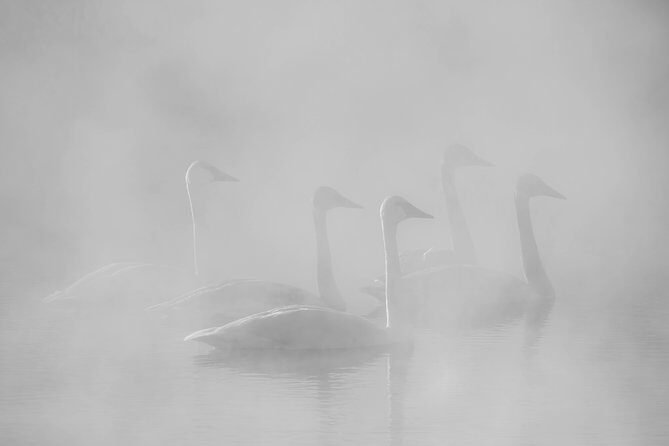 Half Day Grand Teton Wildlife Safari Tour - Final Thoughts: Who Will Love This Tour?