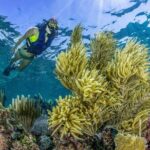 Half Day Guided Snorkeling Adventure in Puerto Morelos - Detailed Itinerary Breakdown