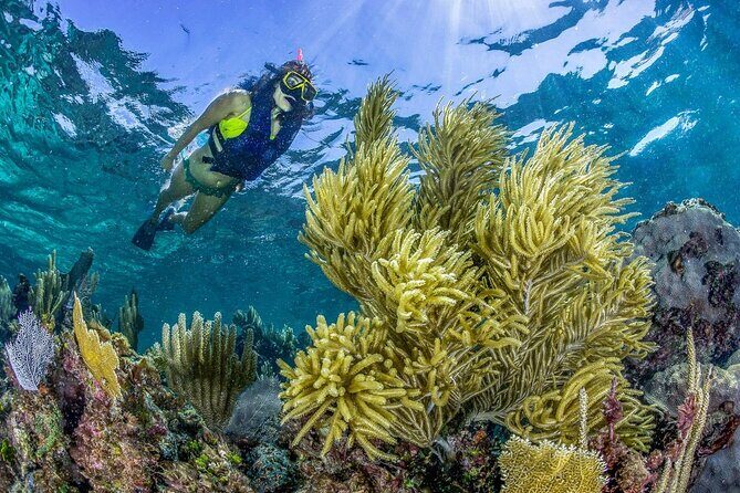 Half Day Guided Snorkeling Adventure in Puerto Morelos - Detailed Itinerary Breakdown
