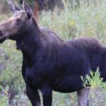 Half-Day Private Breathtaking Tour in Grand Teton National Park - Who Would Benefit Most?