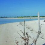 Half-Day Private Guided Nature of Floridas Gulf Coast Eco Tour - Exploring Florida’s Gulf Coast: A Closer Look at the Eco Tour