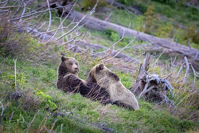 Half Day Private Sunset Wildlife Safari - Final Thoughts: Is This Tour Right for You?