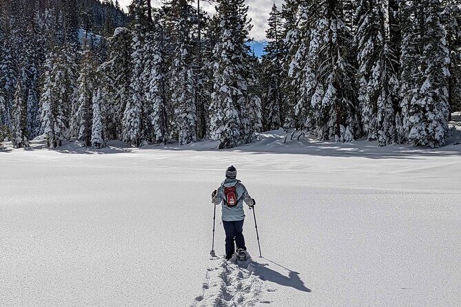 Half Day Snowshoe Hike in Tahoe National Forest - Discovering Tahoe’s Winter Wonderland: An In-Depth Review