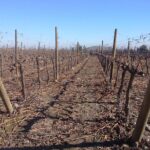 half day wine tour to concha y toro from Santiago seasonal offer - FAQ