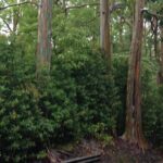 Halfway to Hana Sightseeing Adventure - A Closer Look at the Tour Itinerary