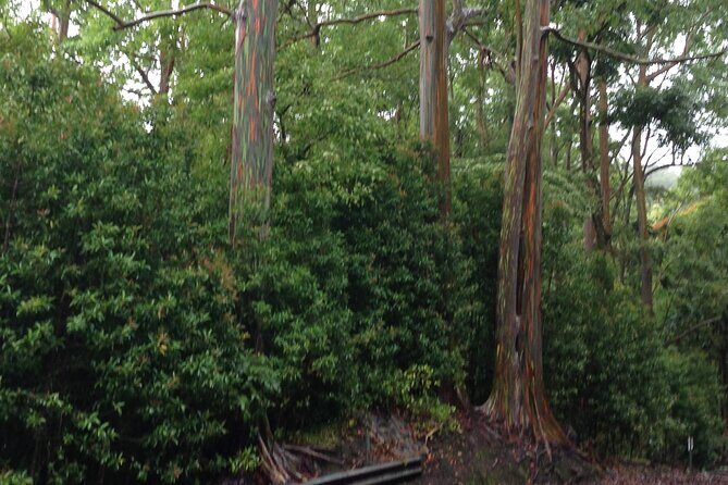 Halfway to Hana Sightseeing Adventure - A Closer Look at the Tour Itinerary