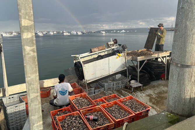 Hands-On Oyster Farm Experience in Plymouth - Who Will Love This Tour?
