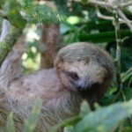 Hanging Bridges and Nature Preserve at Tenorio volcano - A Closer Look at the Experience