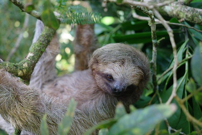 Hanging Bridges and Nature Preserve at Tenorio volcano - A Closer Look at the Experience
