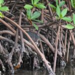 Heart of Rookery Bay Kayak Tour - The True Value of This Experience