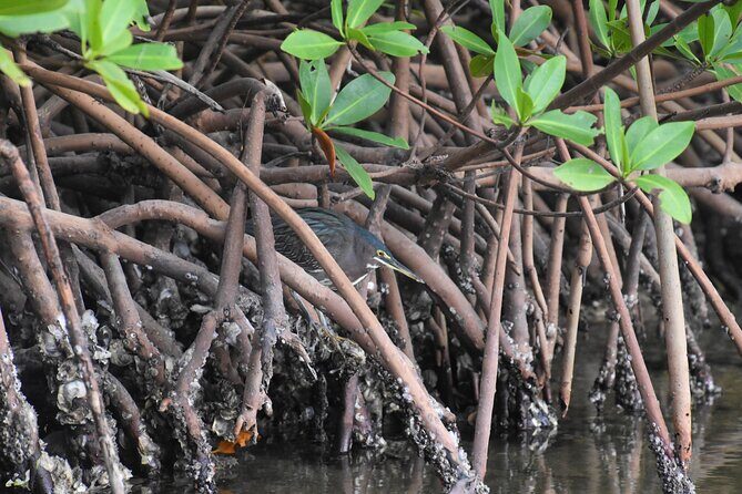 Heart of Rookery Bay Kayak Tour - The True Value of This Experience