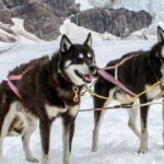 Helicopter To a Dogsledding Experience - Authenticity and Value