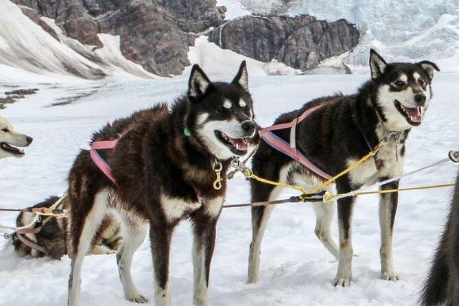 Helicopter To a Dogsledding Experience - Authenticity and Value