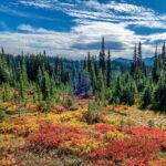 Hiking in Mount Rainier Private Tour from Seattle - Discovering the Beauty of Mount Rainier