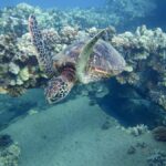 Hilo's Tropical Reef & Wildlife Boat Snorkel Adventure - Who Should Consider This Tour?
