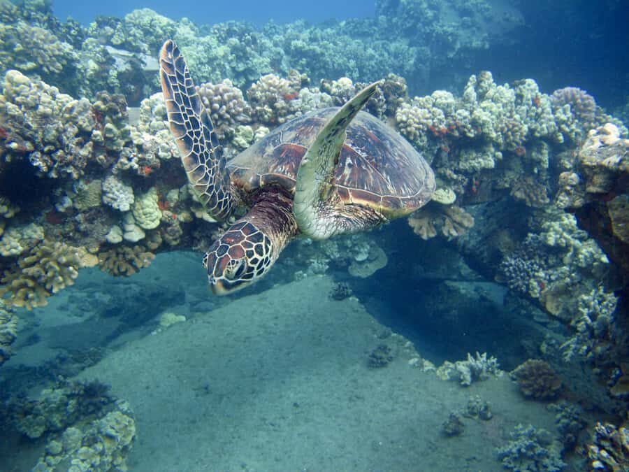 Hilo's Tropical Reef & Wildlife Boat Snorkel Adventure - Who Should Consider This Tour?