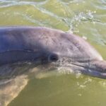 Hilton Head Dolphin Watching Cruise with Fireworks Display - Why This Tour Offers Good Value