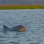 Hilton Head Island: Sunset Dolphin Watching Tour - Who Will Love This Tour?