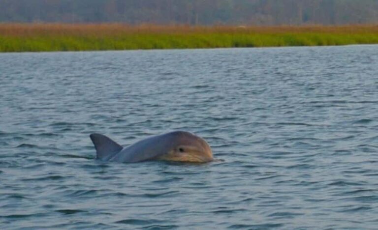 Hilton Head Island: Sunset Dolphin Watching Tour - Who Will Love This Tour?