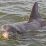 Hilton Head: Large Private Dolphin Tour, Dolphins Guaranteed - An Honest Look at the Private Dolphin Tour in Hilton Head