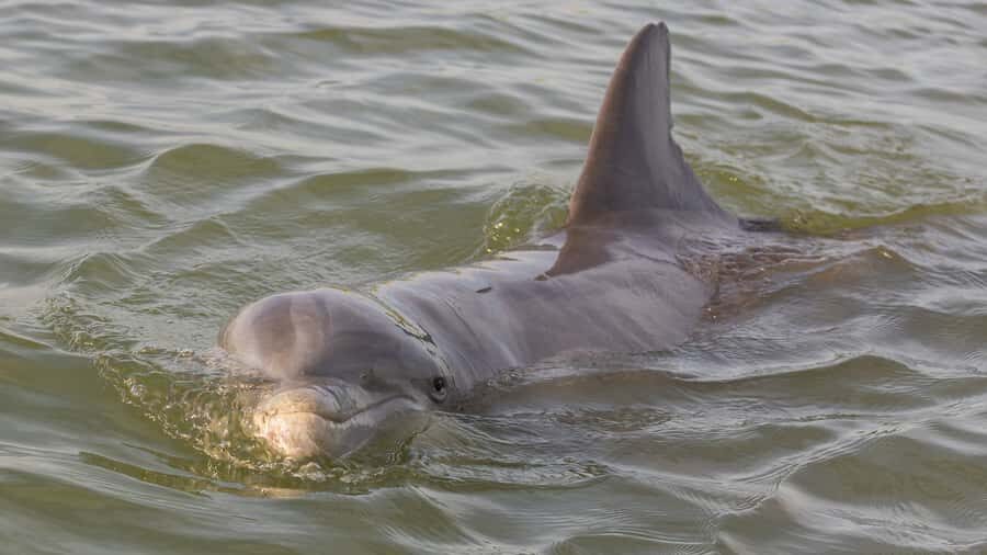 Hilton Head: Large Private Dolphin Tour, Dolphins Guaranteed - An Honest Look at the Private Dolphin Tour in Hilton Head