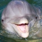 Hilton Head: Private Dolphin Cruise & Guaranteed Sightings - An In-Depth Look at the Hilton Head Dolphin Cruise
