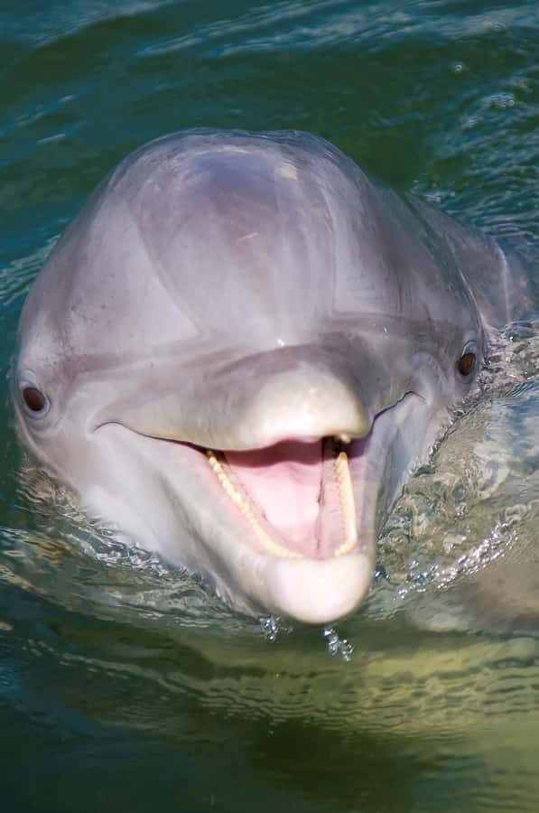 Hilton Head: Private Dolphin Cruise & Guaranteed Sightings - An In-Depth Look at the Hilton Head Dolphin Cruise