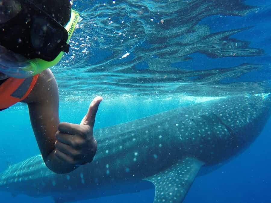 Holbox Island: Swim with Whale Sharks, All-Inclusive - The Value of This Tour