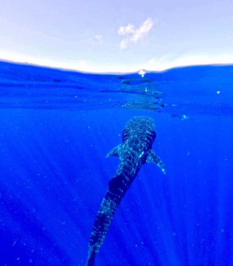 Holbox: Search and swim tour with the world's biggest fish. - Practical Tips for Travelers