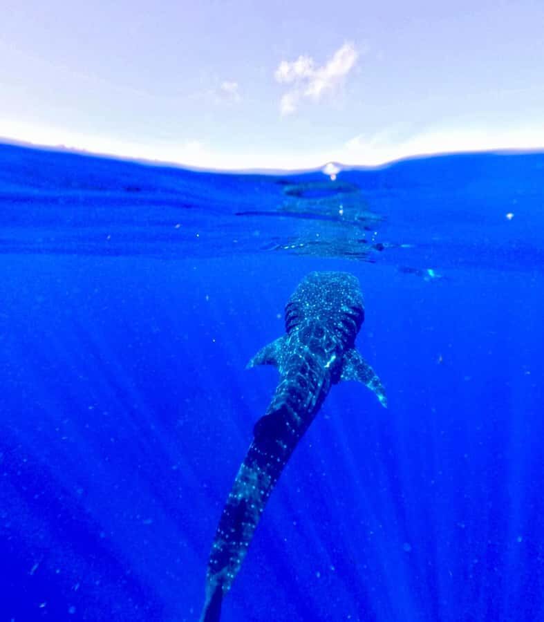 Holbox: Search and swim tour with the world's biggest fish. - Practical Tips for Travelers