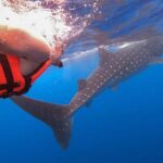 Holbox: Search and Swim with Whale Sharks ! All Inclusive. - What Makes This Tour Stand Out?