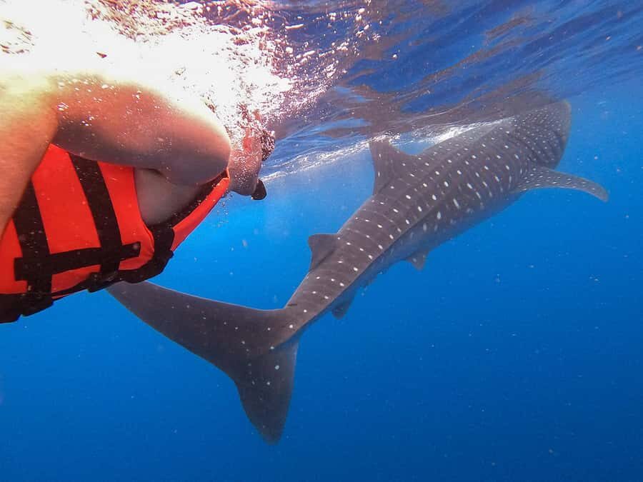Holbox: Search and Swim with Whale Sharks ! All Inclusive. - What Makes This Tour Stand Out?