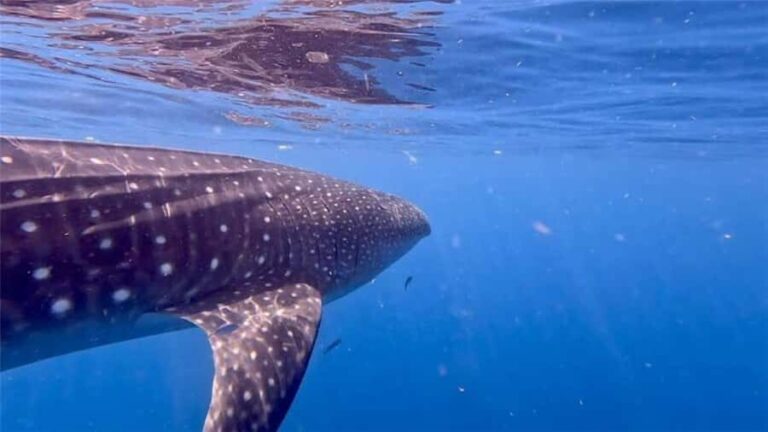 Holbox: Whale Shark and Catoche Island Tour with Snorkeling - In-Depth Breakdown of the Itinerary