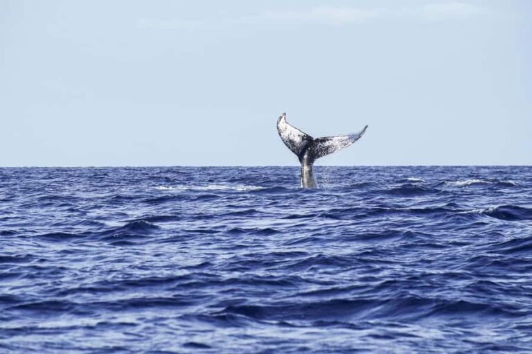Honolulu: Oahu Whale Watching Boat Tour - A Deep Dive Into the Whale Watching Experience