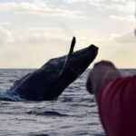 Honolulu: Small-Group Whale Watching Raft Adventure - Who Should Consider This Tour?