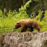 Hope: Turnagain Pass Scenic Float Trip - What Makes This Float Special?