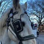 Horse Carriage Tour Through Central Park, NYC SINCE 1903 - A Detailed Look at the Central Park Horse Carriage Tour