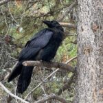 Hot Springs and Geysers Private Tour - A Deep Dive into the Yellowstone Private Tour