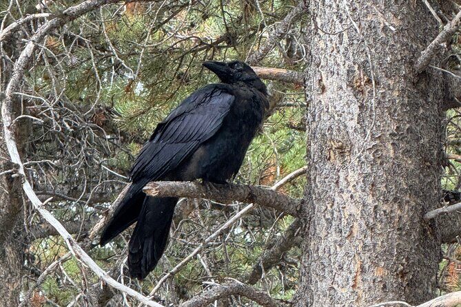 Hot Springs and Geysers Private Tour - A Deep Dive into the Yellowstone Private Tour