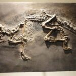 Houston: Museum of Natural Science Entry & Digital Tour - The Experience in Detail