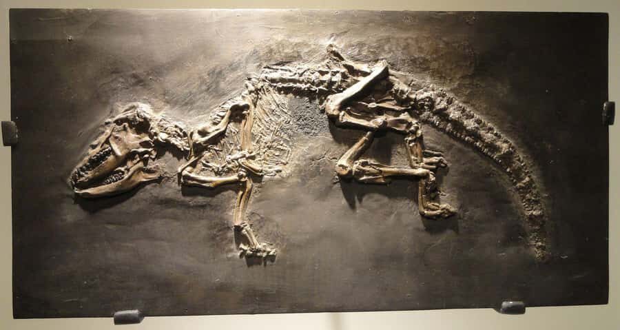 Houston: Museum of Natural Science Entry & Digital Tour - The Experience in Detail