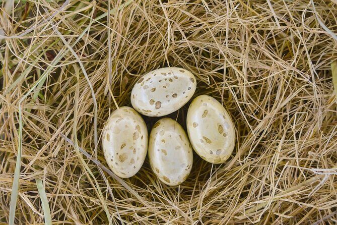 Houston Museum of Natural Science Private Tour with Tickets - Who Will Benefit Most?