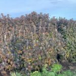 Humboldt County: Cannabis Farm Tour with Dispensary Visit - Frequently Asked Questions