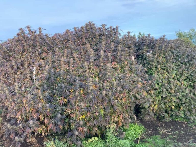 Humboldt County: Cannabis Farm Tour with Dispensary Visit - Frequently Asked Questions