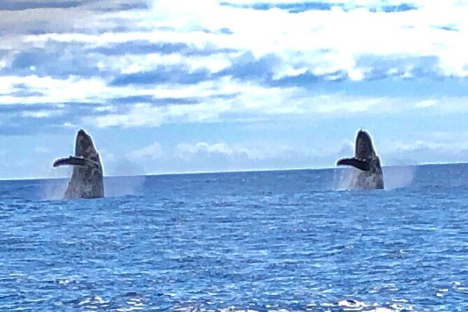 Humpback Whale and Dolphin Watch in Kona - A Deeper Look at the Kona Whale and Dolphin Tour