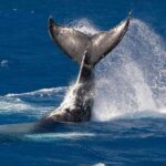 Humpback Whale Watch Tour - Who Should Consider This Tour?